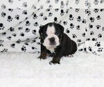 Small Photo #1 English Bulldog Puppy For Sale in RIVERSIDE, CT, USA