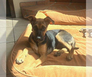 Chillie - Female Mutt Dog for Adoption - Photo #3