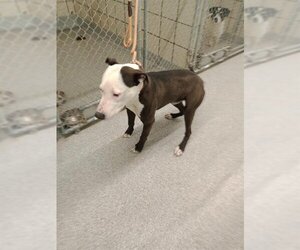 Staffordshire Bull Terrier-Unknown Mix Dogs for adoption in Pasadena, TX, USA