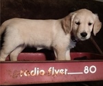 Small Photo #9 Golden Retriever Puppy For Sale in CITRUS HEIGHTS, CA, USA