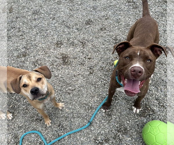 Medium Photo #12 American Pit Bull Terrier-Unknown Mix Puppy For Sale in Rockaway, NJ, USA