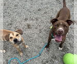 Small #11 American Pit Bull Terrier Mix