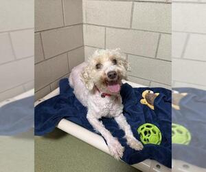 Havanese Dogs for adoption in Boston, MA, USA