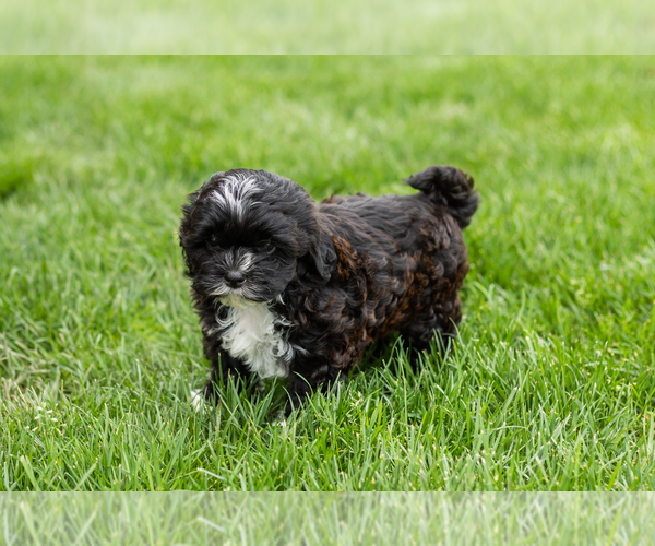 Medium Photo #6 Shih-Poo Puppy For Sale in NAPPANEE, IN, USA