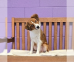 Small Australian Shepherd Mix