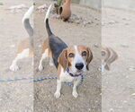 Small #1 Beagle
