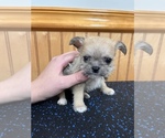 Small Photo #10 ShiChi Puppy For Sale in SAINT AUGUSTINE, FL, USA