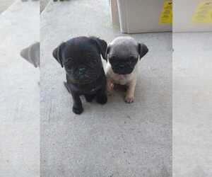 Pug Puppy for sale in HESPERIA, CA, USA