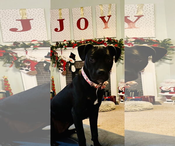 Medium Photo #10 American Staffordshire Terrier-Labrador Retriever Mix Puppy For Sale in Holly Springs, NC, USA