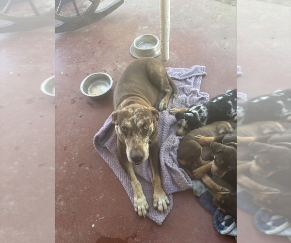 Medium Photo #1 Catahoula Leopard Dog Puppy For Sale in HOLLISTER, CA, USA