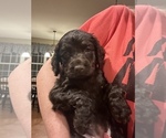 Small Photo #9 Boykin Spaniel Puppy For Sale in BAMBERG, SC, USA