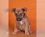 Small Photo #6 American Pit Bull Terrier-Unknown Mix Puppy For Sale in Talladega, AL, USA