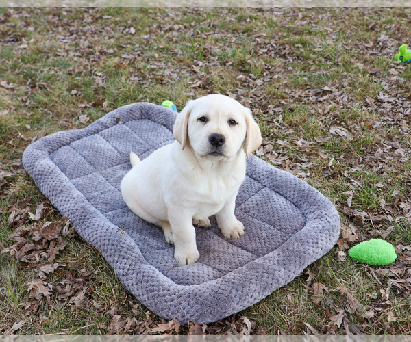 Medium Photo #9 Labrador Retriever Puppy For Sale in SYRACUSE, IN, USA