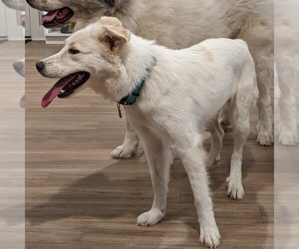Medium Photo #3 Great Pyrenees-Unknown Mix Puppy For Sale in Garland, TX, USA