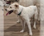 Small Photo #3 Great Pyrenees-Unknown Mix Puppy For Sale in Garland, TX, USA