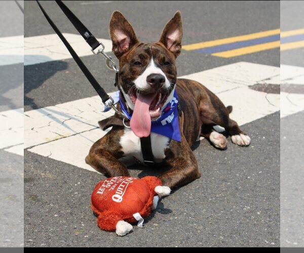 Medium Photo #2 American Pit Bull Terrier-Mountain Cur Mix Puppy For Sale in Oakhurst, NJ, USA