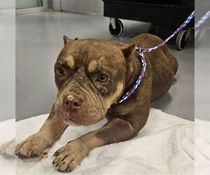 Miniature Bull Terrier Dogs for adoption in Riverside, CA, USA