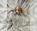 Puppy Puppy 3 Goldendoodle (Miniature)