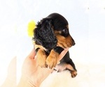 Small #6 Dachshund