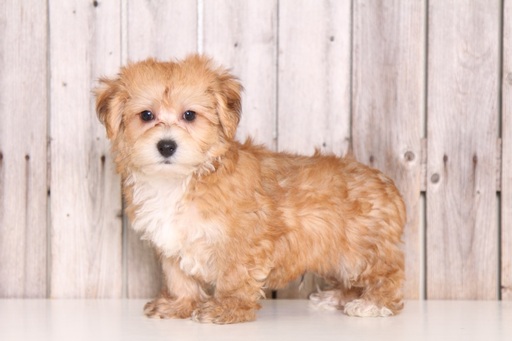 Medium Photo #1 YorkiePoo Puppy For Sale in MOUNT VERNON, OH, USA