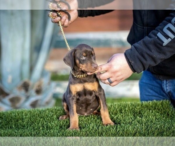 Medium Photo #5 Doberman Pinscher Puppy For Sale in GUSTINE, CA, USA