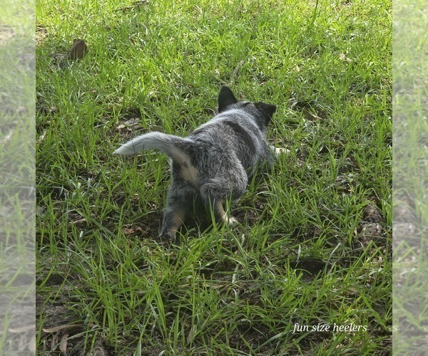 Medium Photo #5 Australian Cattle Dog Puppy For Sale in LAURINBURG, NC, USA