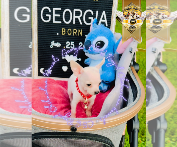 Medium Photo #13 Chihuahua Puppy For Sale in ATHENS, GA, USA