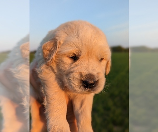 Medium Photo #29 Golden Retriever Puppy For Sale in WOOSTER, OH, USA