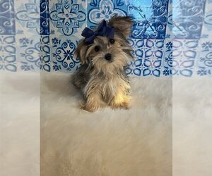 Morkie Puppy for sale in INDIANAPOLIS, IN, USA