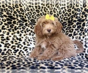 ShihPoo Puppy for sale in LAKELAND, FL, USA