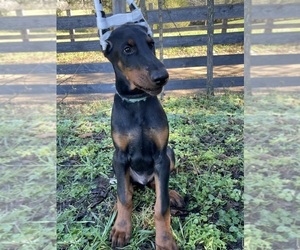 Doberman Pinscher Puppy for sale in FREDERICKTOWN, MO, USA