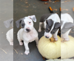 Small #2 American Staffordshire Terrier Mix