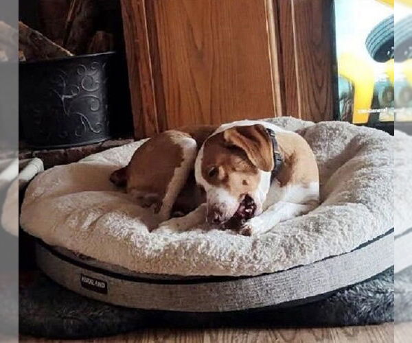 Medium Photo #3 Mutt Puppy For Sale in Rootstown, OH, USA