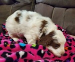 Small #10 Miniature Bernedoodle