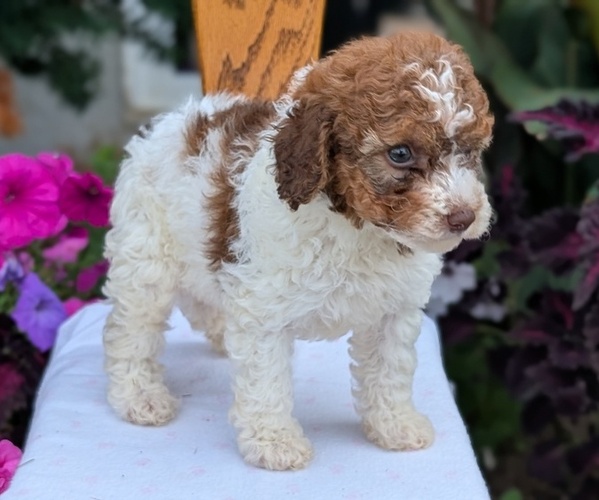 Medium Photo #11 Maltipoo (Toy) Puppy For Sale in GOSHEN, IN, USA