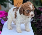 Small Photo #25 Maltipoo (Toy) Puppy For Sale in GOSHEN, IN, USA