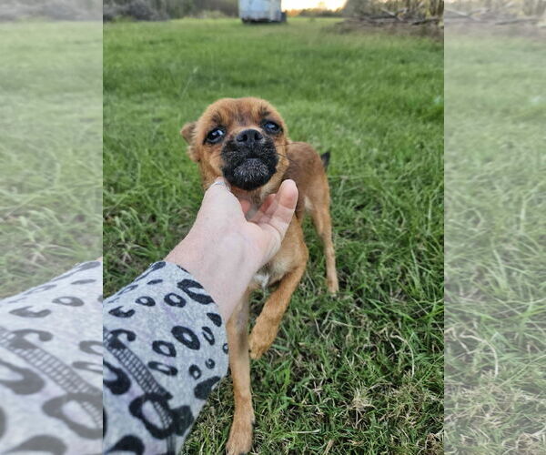 Medium Photo #5 Chussel Puppy For Sale in Wakefield, RI, USA