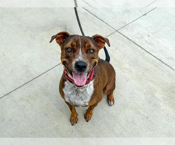 Medium Photo #2 American Pit Bull Terrier-Unknown Mix Puppy For Sale in Orange, CA, USA