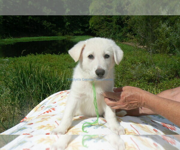 Medium Photo #4 German Shepherd Dog Puppy For Sale in PIEDMONT, MO, USA