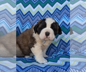 Saint Bernard Puppy for sale in DELTA, PA, USA