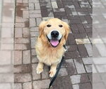 Small Golden Retriever