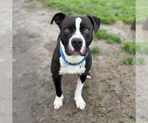 Mutt Dogs for adoption in Modesto, CA, USA