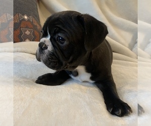 French Bulldog Puppy for sale in JOHNS ISLAND, SC, USA