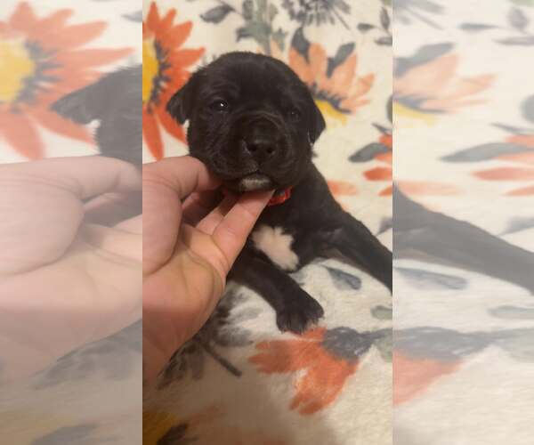 Medium Photo #1 Boxer-Unknown Mix Puppy For Sale in Holly Springs, NC, USA