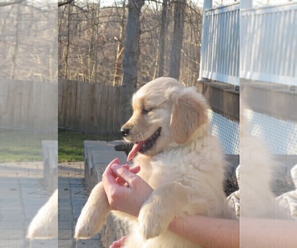 Medium Photo #14 Golden Retriever Puppy For Sale in MECHANICSVILLE, MD, USA