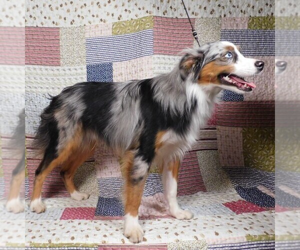 Medium Photo #15 Miniature Australian Shepherd Puppy For Sale in HARRISON, OH, USA