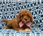 Small Photo #7 Cavapoo-Poodle (Toy) Mix Puppy For Sale in LAKELAND, FL, USA