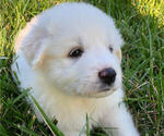 Small Photo #6 Great Pyrenees Puppy For Sale in AMELIA, VA, USA