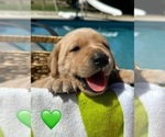 Small #4 Labrador Retriever