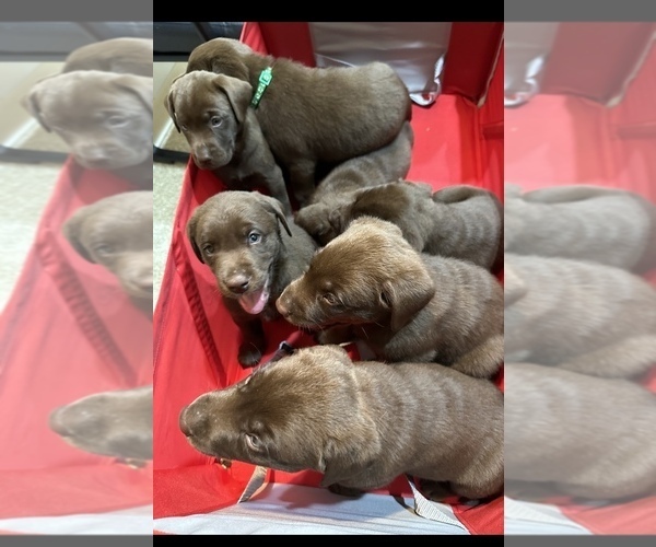 Medium Photo #2 Labrador Retriever Puppy For Sale in CHARLOTTE, NC, USA